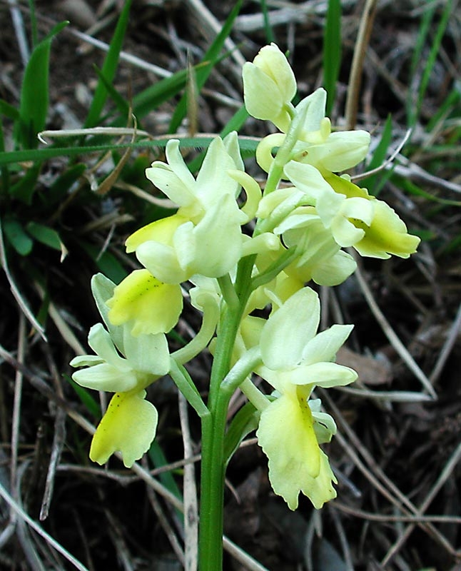 Orchis morio, Orchis pallens, Orchis simia, Orchis provincia